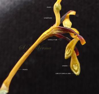  Flower-Stamens at the base of concave corolla limb segments